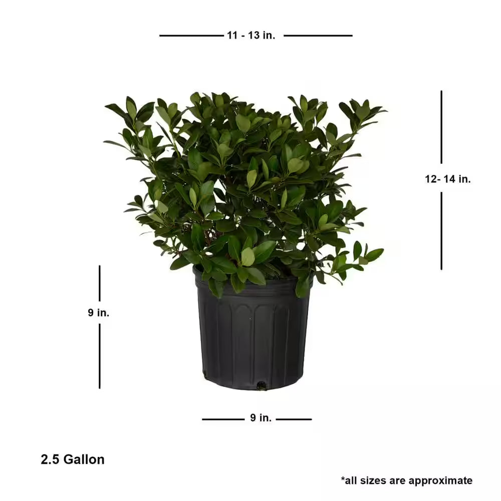 2.5 Gal - Snow White Indian Hawthorn, Live Evergreen Shrub, White Blooms