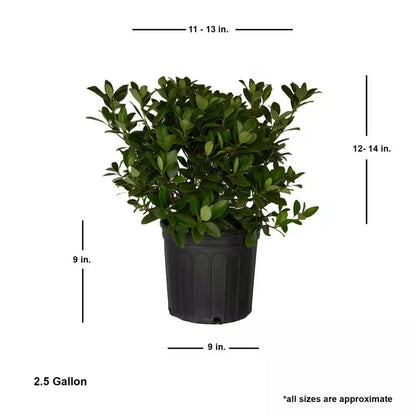 2.5 Gal - Snow White Indian Hawthorn, Live Evergreen Shrub, White Blooms