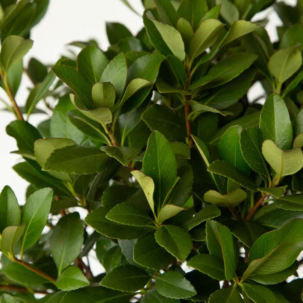 2.5 Gal - Snow White Indian Hawthorn, Live Evergreen Shrub, White Blooms
