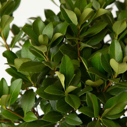 2.5 Gal - Snow White Indian Hawthorn, Live Evergreen Shrub, White Blooms