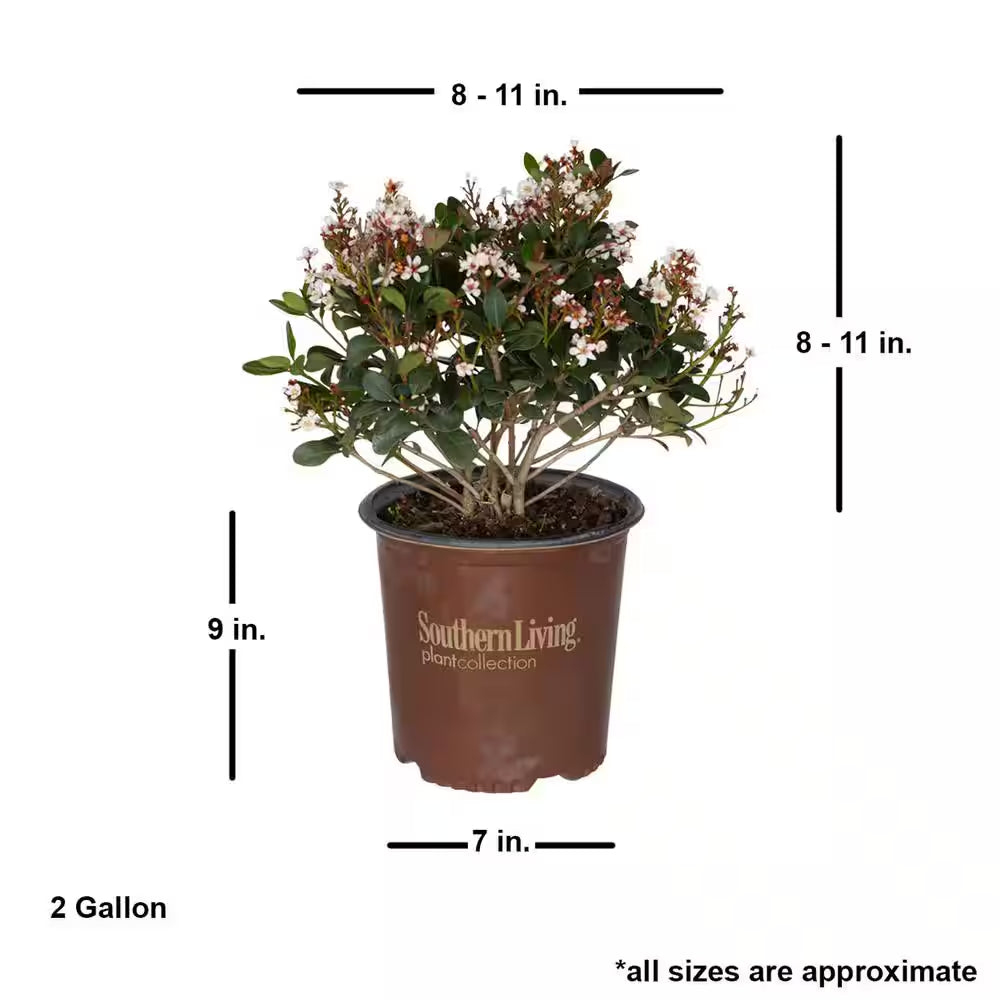 2 Gal. Spring Sonata Indian Hawthorn (Raphiolepis Indica) Live Evergreen Shrub with White Flower Clusters in Spring