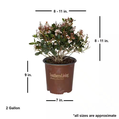2 Gal. Spring Sonata Indian Hawthorn (Raphiolepis Indica) Live Evergreen Shrub with White Flower Clusters in Spring