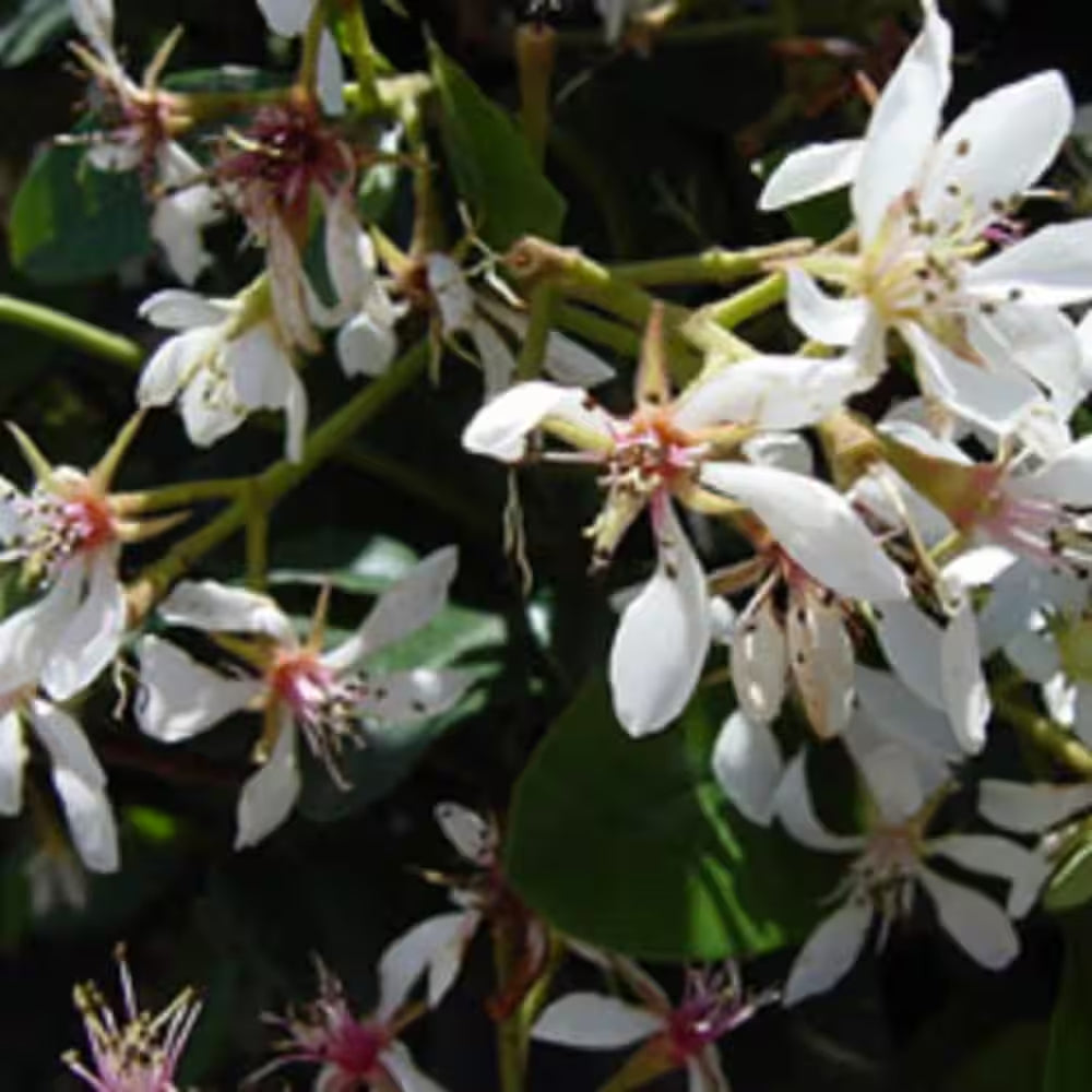 2.5 Gal - Snow White Indian Hawthorn, Live Evergreen Shrub, White Blooms