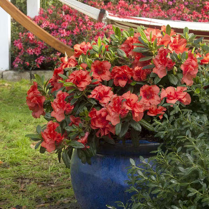 1 Gal. Autumn Embers Azalea Shrub with Reblooming Red-Orange Flowers - Low-Maintenance Evergreen Plant