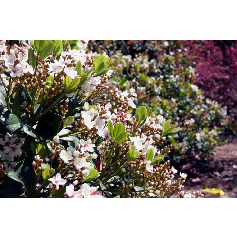 2 Gal. Spring Sonata Indian Hawthorn (Raphiolepis Indica) Live Evergreen Shrub with White Flower Clusters in Spring