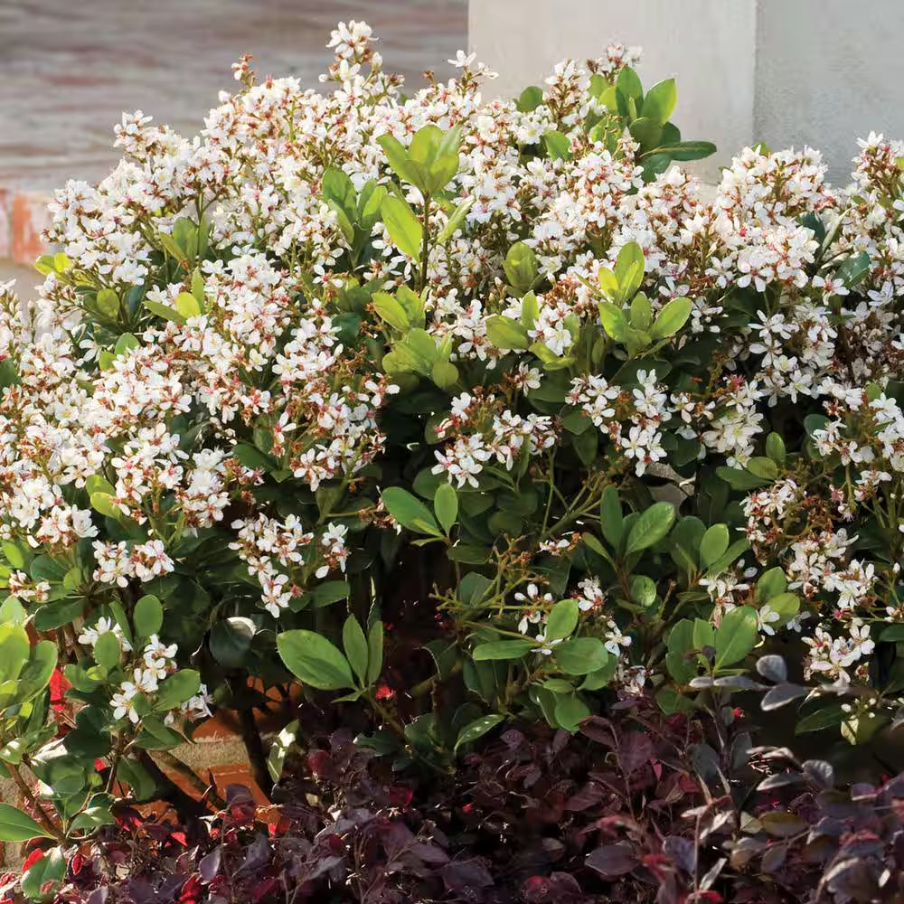 2 Gal. Spring Sonata Indian Hawthorn (Raphiolepis Indica) Live Evergreen Shrub with White Flower Clusters in Spring