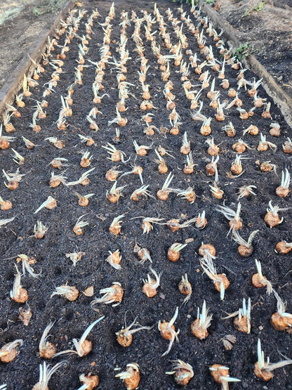 3 Saffron Sativus Crocus Corms - Huge 10+ Cm Corms for Planting - Saffron Crocus Bulbs with Complete Planting Instructions - Premium Crocus Sativus Bulbs for 2025 Garden Harvest