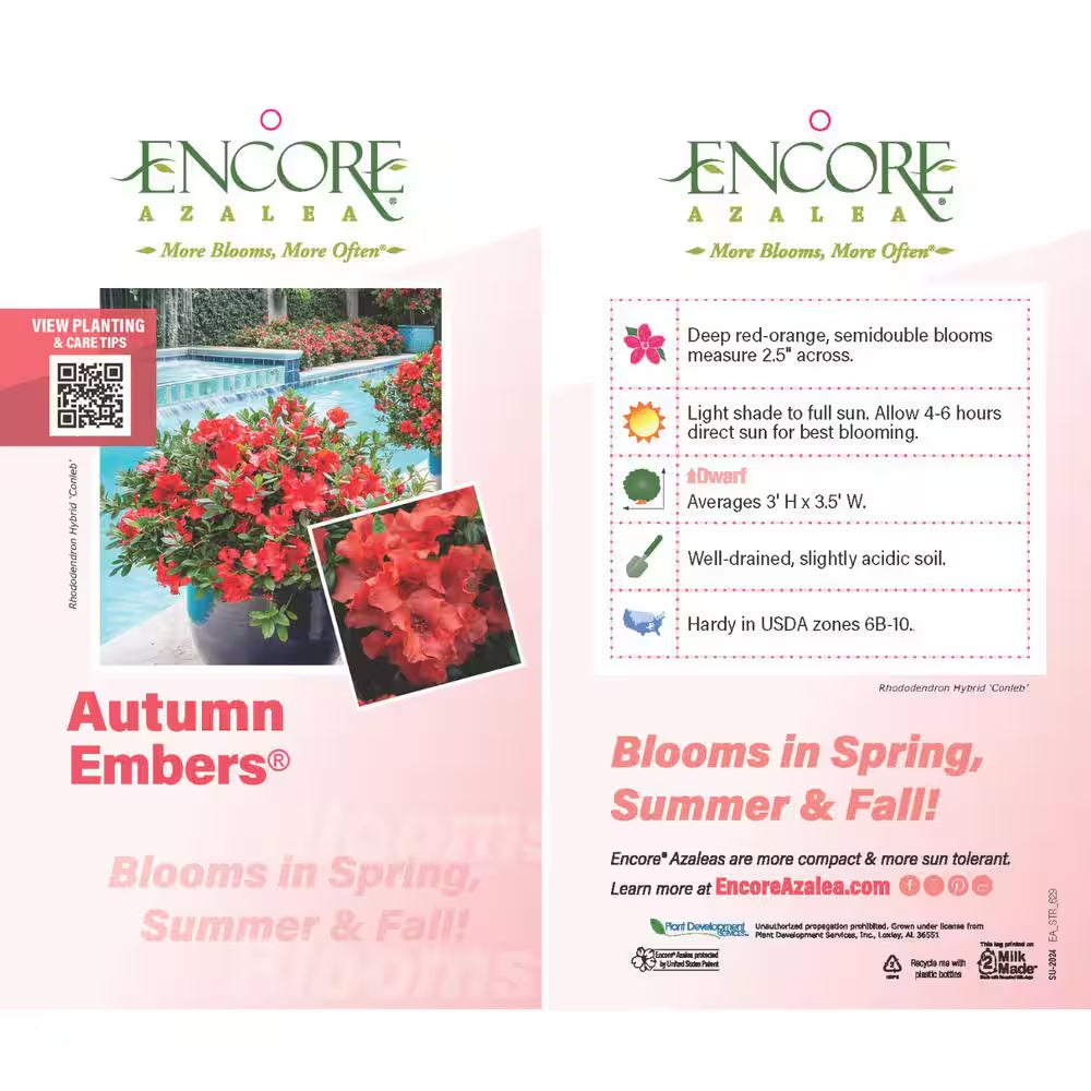 1 Gal. Autumn Embers Azalea Shrub with Reblooming Red-Orange Flowers - Low-Maintenance Evergreen Plant