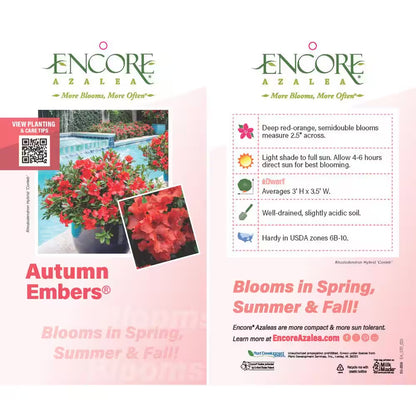 1 Gal. Autumn Embers Azalea Shrub with Reblooming Red-Orange Flowers - Low-Maintenance Evergreen Plant