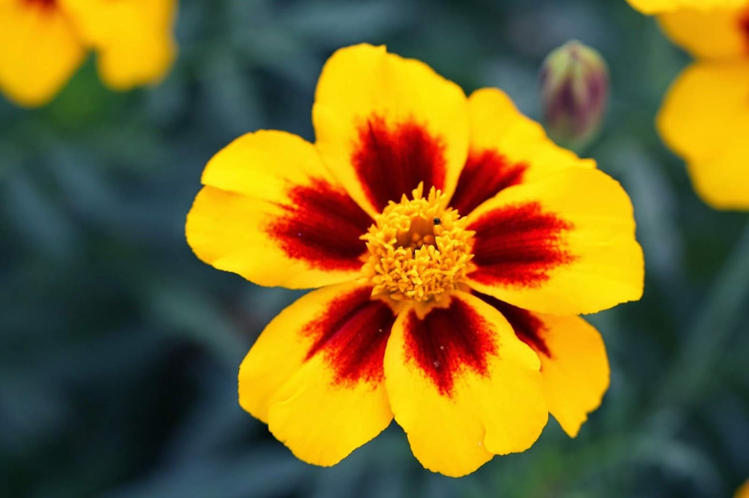 Seeds Marigolds Tagetes Red Yellow Indoor Balcony Annual Garden Flowers for Planting Non GMO
