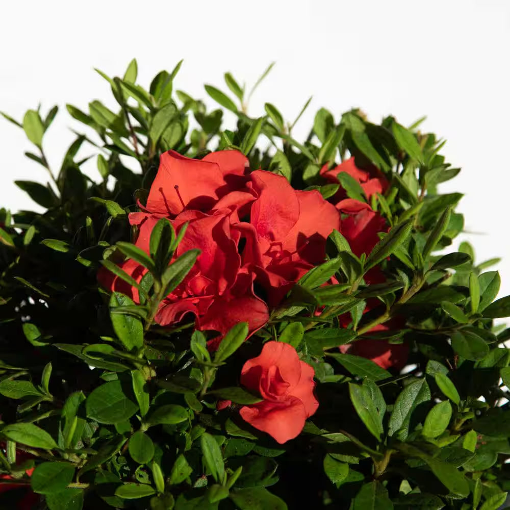 1 Gal. Autumn Embers Azalea Shrub with Reblooming Red-Orange Flowers - Low-Maintenance Evergreen Plant