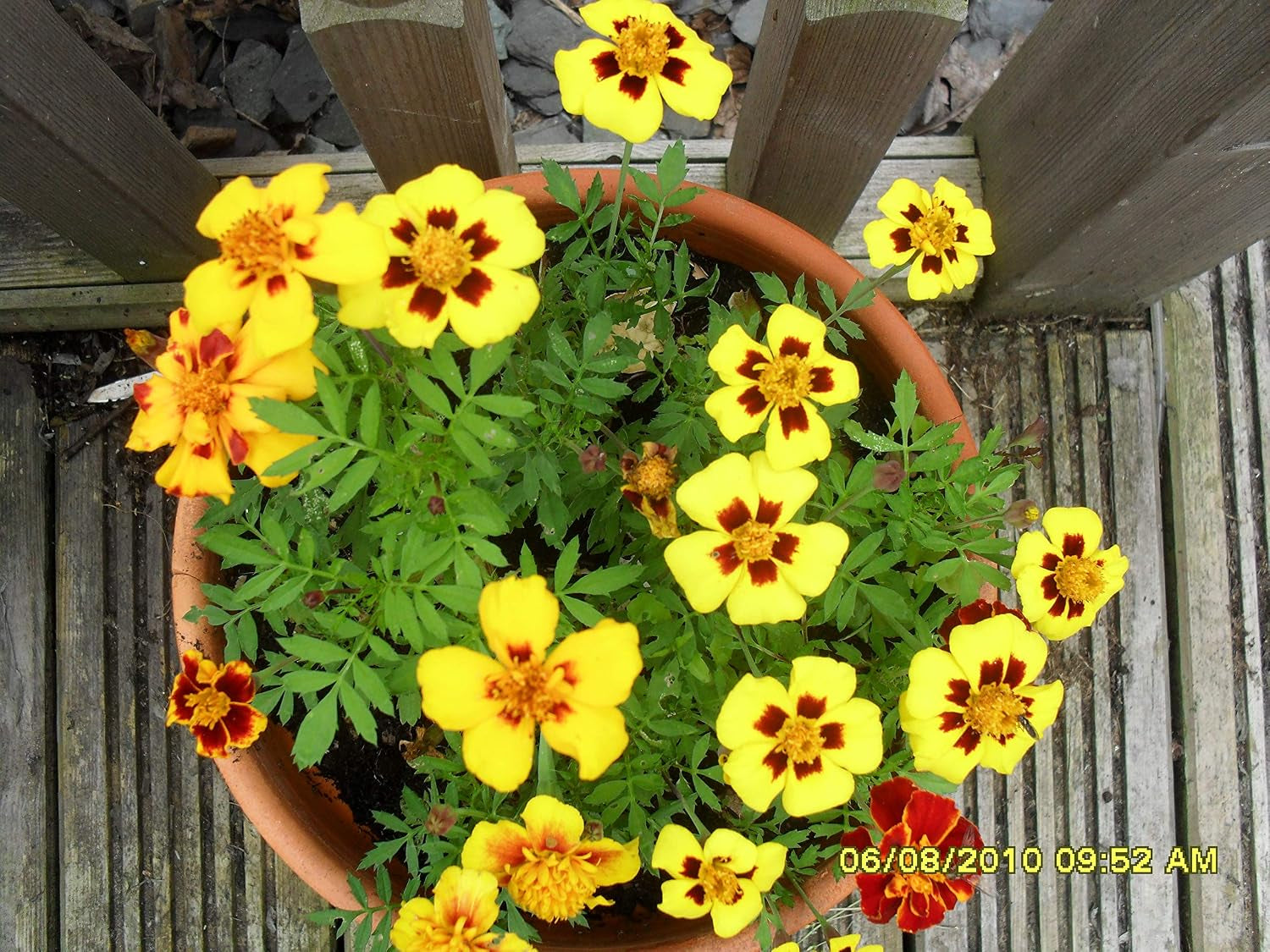 Seeds Marigolds Tagetes Red Yellow Indoor Balcony Annual Garden Flowers for Planting Non GMO