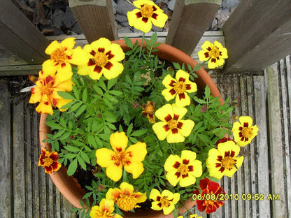 Seeds Marigolds Tagetes Red Yellow Indoor Balcony Annual Garden Flowers for Planting Non GMO