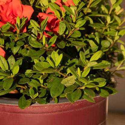 1 Gal. Autumn Embers Azalea Shrub with Reblooming Red-Orange Flowers - Low-Maintenance Evergreen Plant