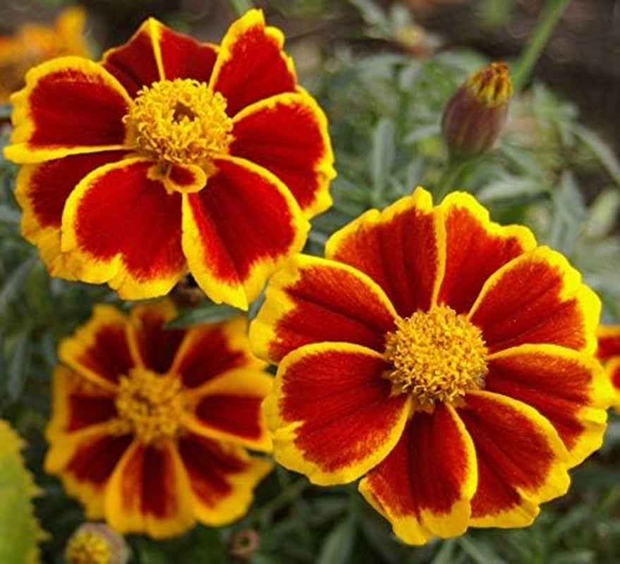 Seeds Marigolds Tagetes Red Yellow Indoor Balcony Annual Garden Flowers for Planting Non GMO