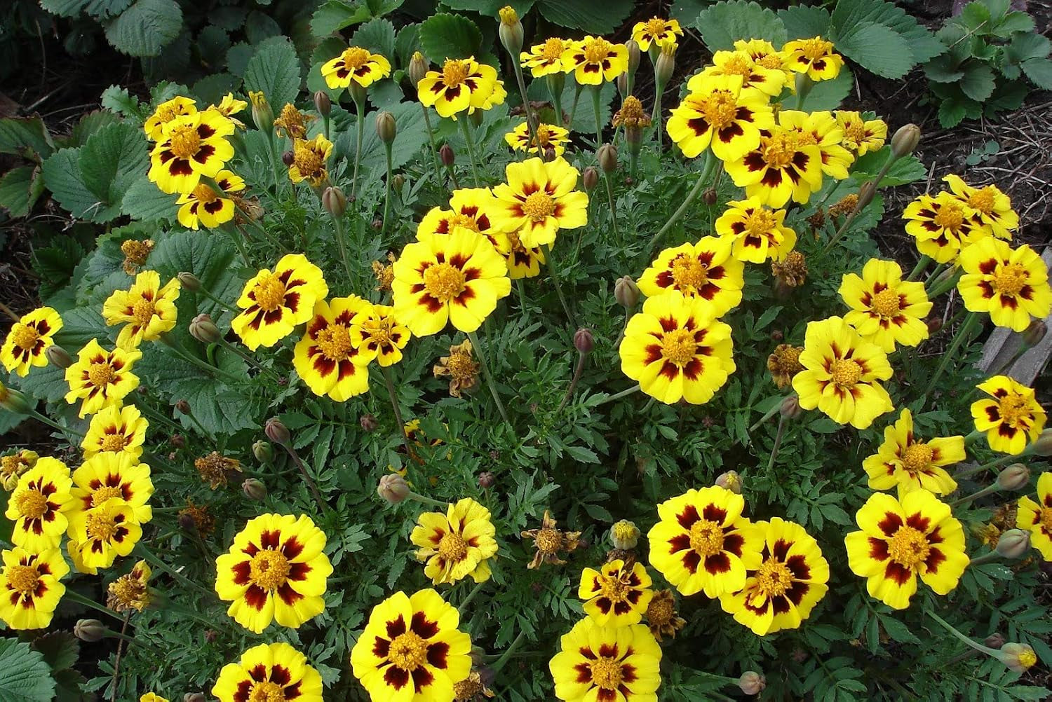Seeds Marigolds Tagetes Red Yellow Indoor Balcony Annual Garden Flowers for Planting Non GMO