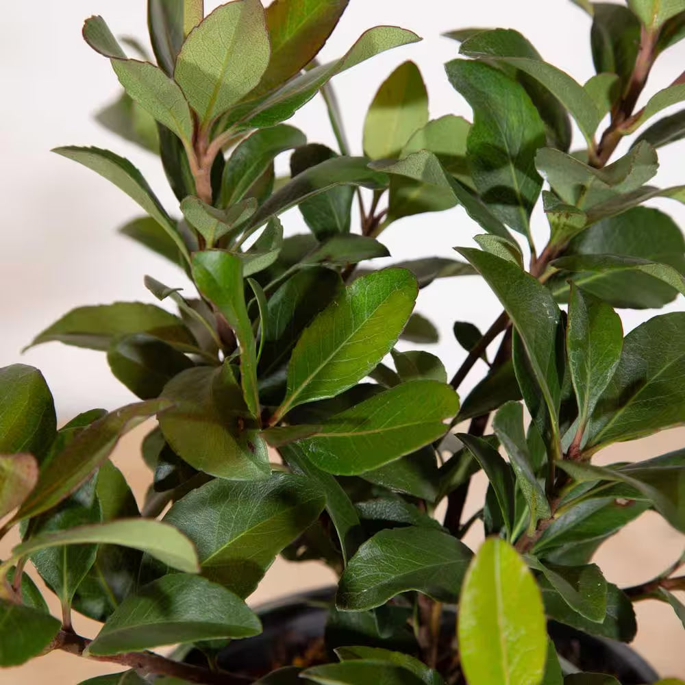 2.5 Gal - Snow White Indian Hawthorn, Live Evergreen Shrub, White Blooms