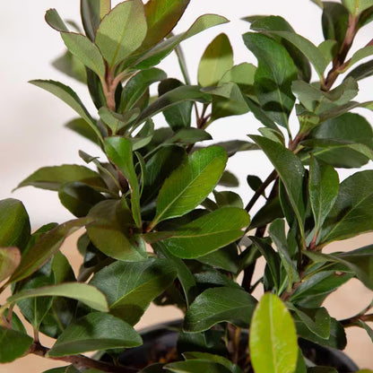 2.5 Gal - Snow White Indian Hawthorn, Live Evergreen Shrub, White Blooms