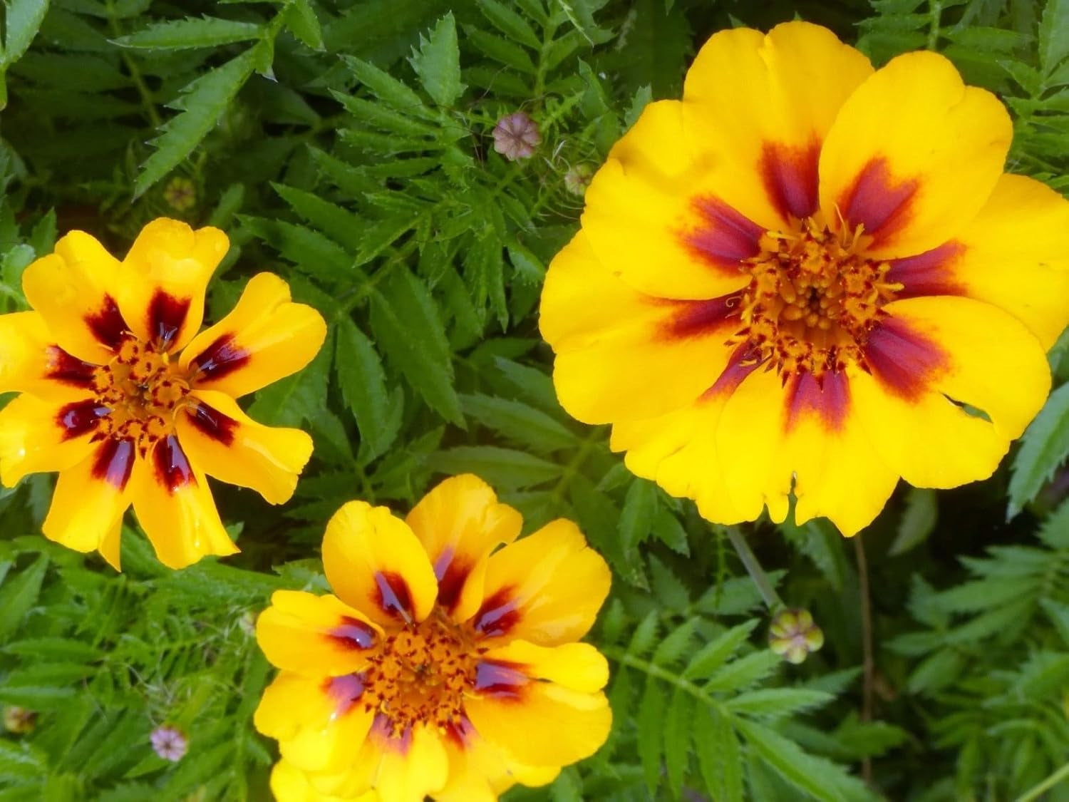 Seeds Marigolds Tagetes Red Yellow Indoor Balcony Annual Garden Flowers for Planting Non GMO