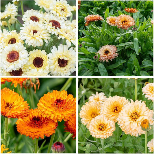 1000+ Calendula Flower Seeds for Planting Outdoors -Perennial Calendula Plant Home Grden Non-Gmo Heirloom