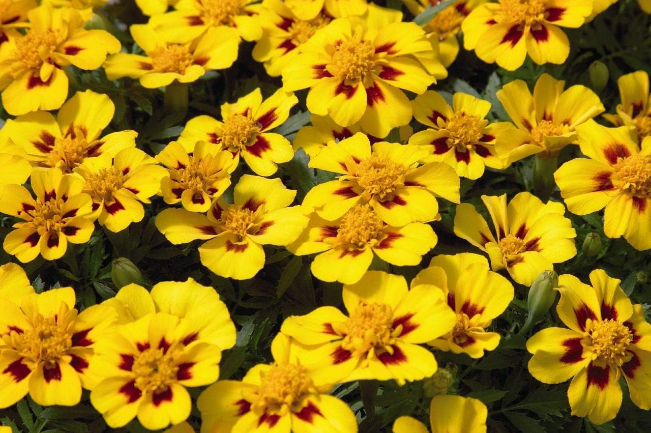 Seeds Marigolds Tagetes Red Yellow Indoor Balcony Annual Garden Flowers for Planting Non GMO