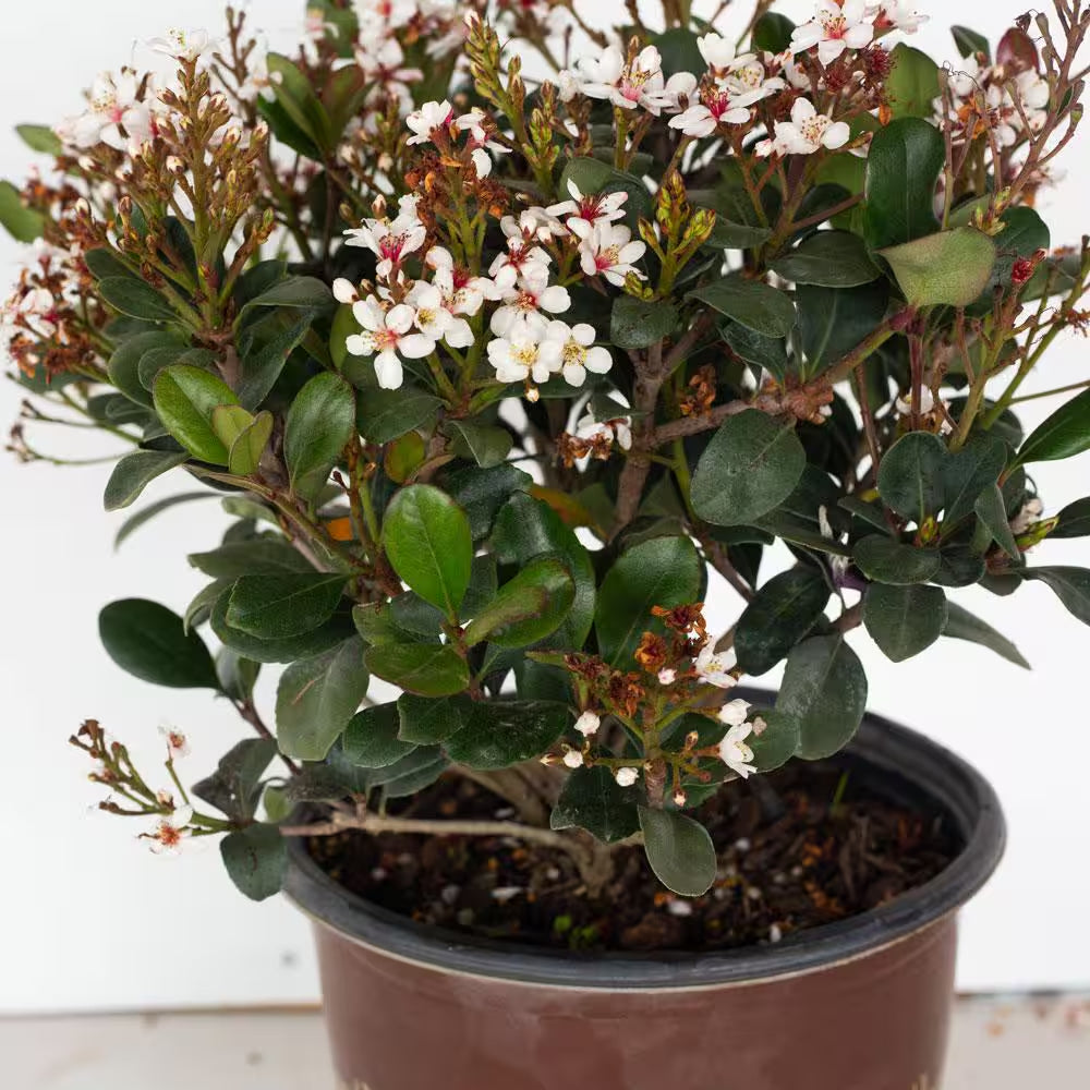 2 Gal. Spring Sonata Indian Hawthorn (Raphiolepis Indica) Live Evergreen Shrub with White Flower Clusters in Spring