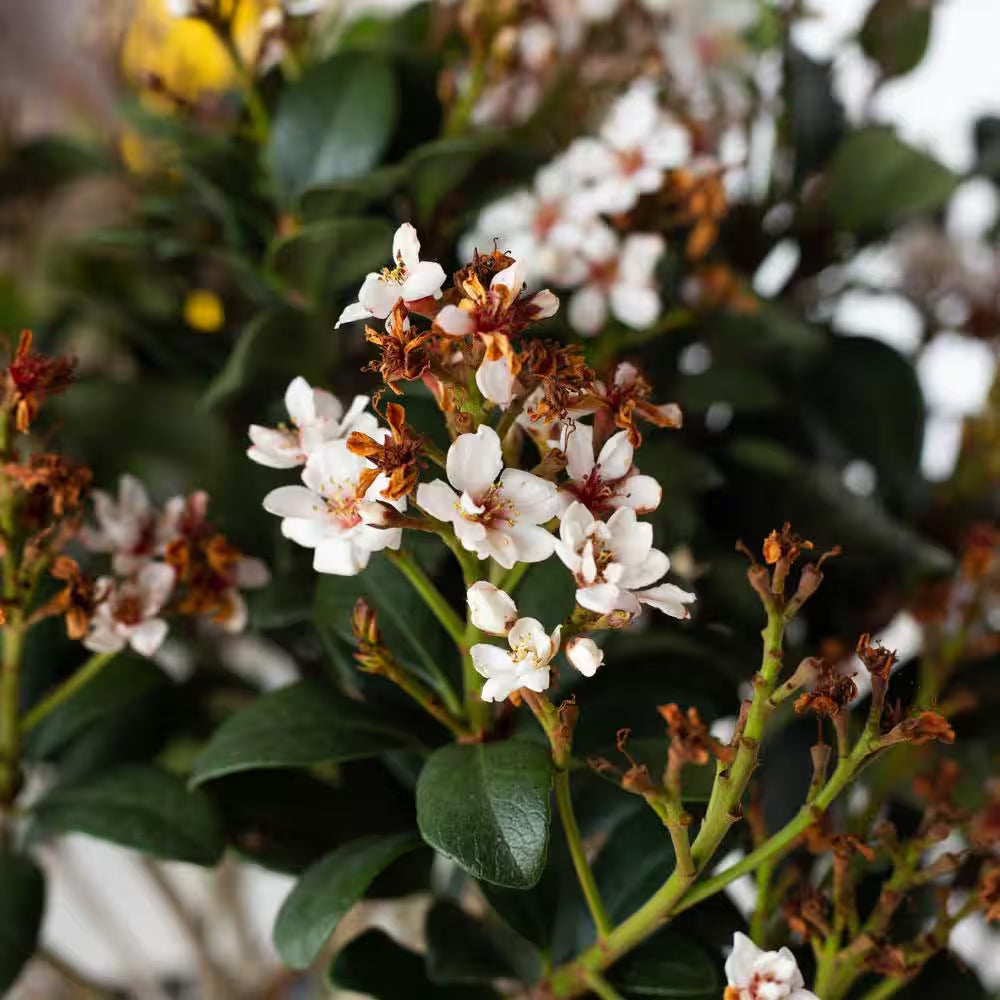 2 Gal. Spring Sonata Indian Hawthorn (Raphiolepis Indica) Live Evergreen Shrub with White Flower Clusters in Spring
