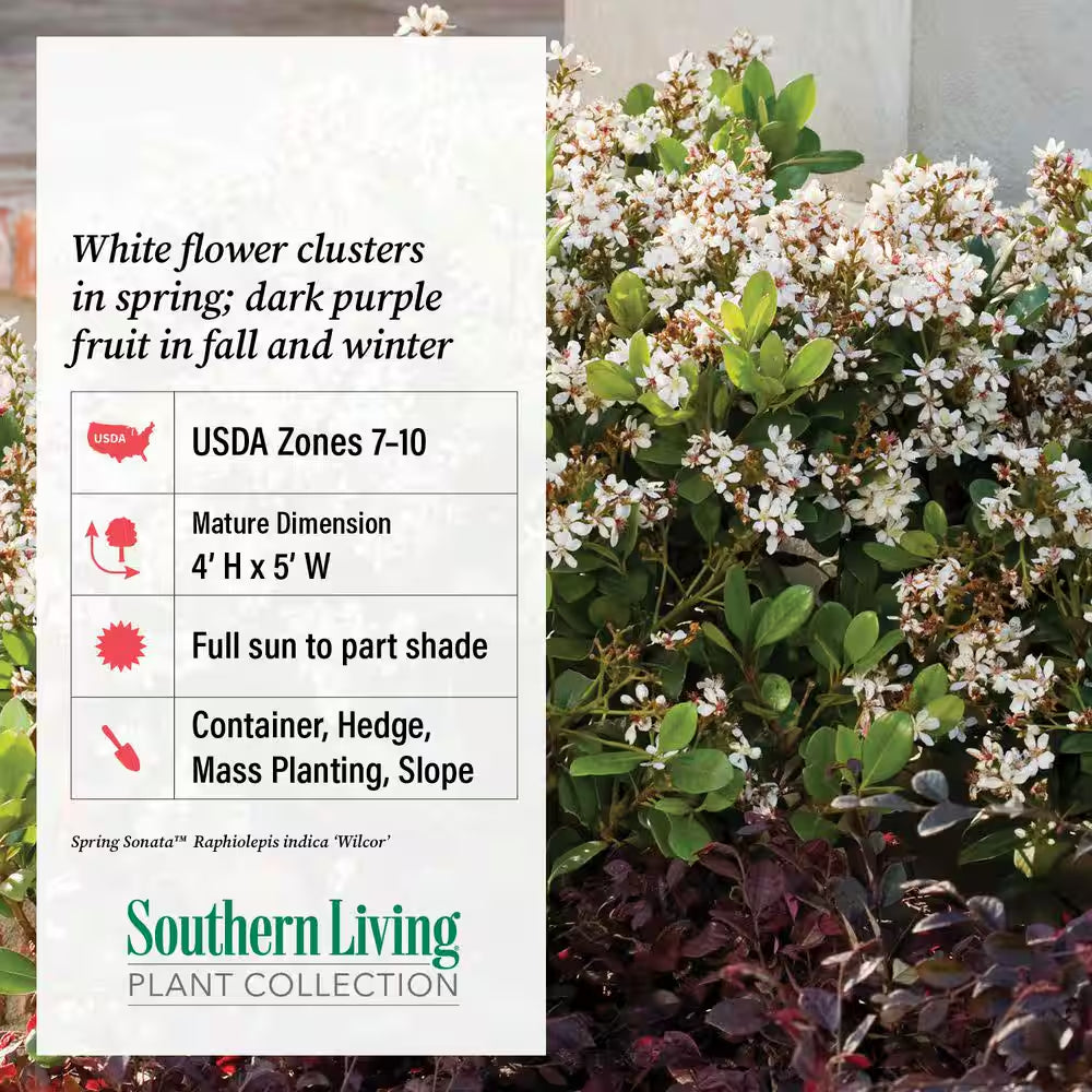 2 Gal. Spring Sonata Indian Hawthorn (Raphiolepis Indica) Live Evergreen Shrub with White Flower Clusters in Spring