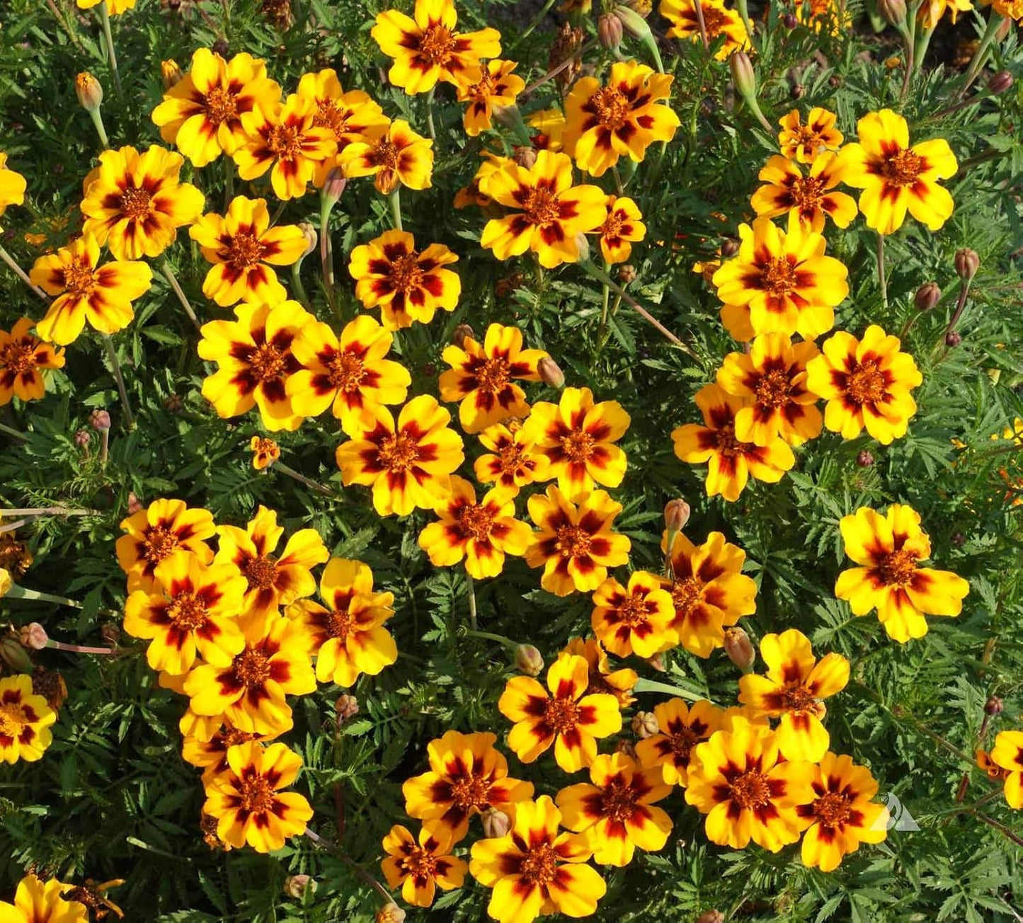 Seeds Marigolds Tagetes Red Yellow Indoor Balcony Annual Garden Flowers for Planting Non GMO