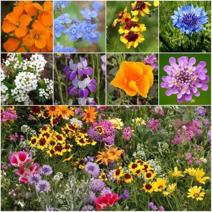 Wildflower Seeds Low Growing 1 Ounce Heirloom Bulk Pack