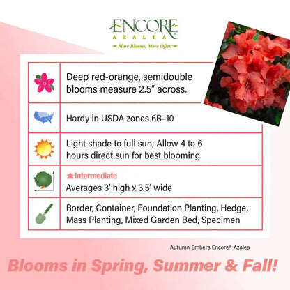 1 Gal. Autumn Embers Azalea Shrub with Reblooming Red-Orange Flowers - Low-Maintenance Evergreen Plant