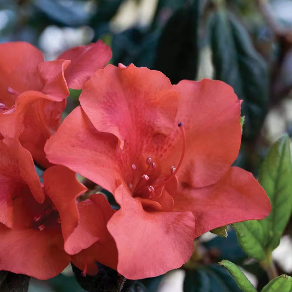 1 Gal. Autumn Embers Azalea Shrub with Reblooming Red-Orange Flowers - Low-Maintenance Evergreen Plant