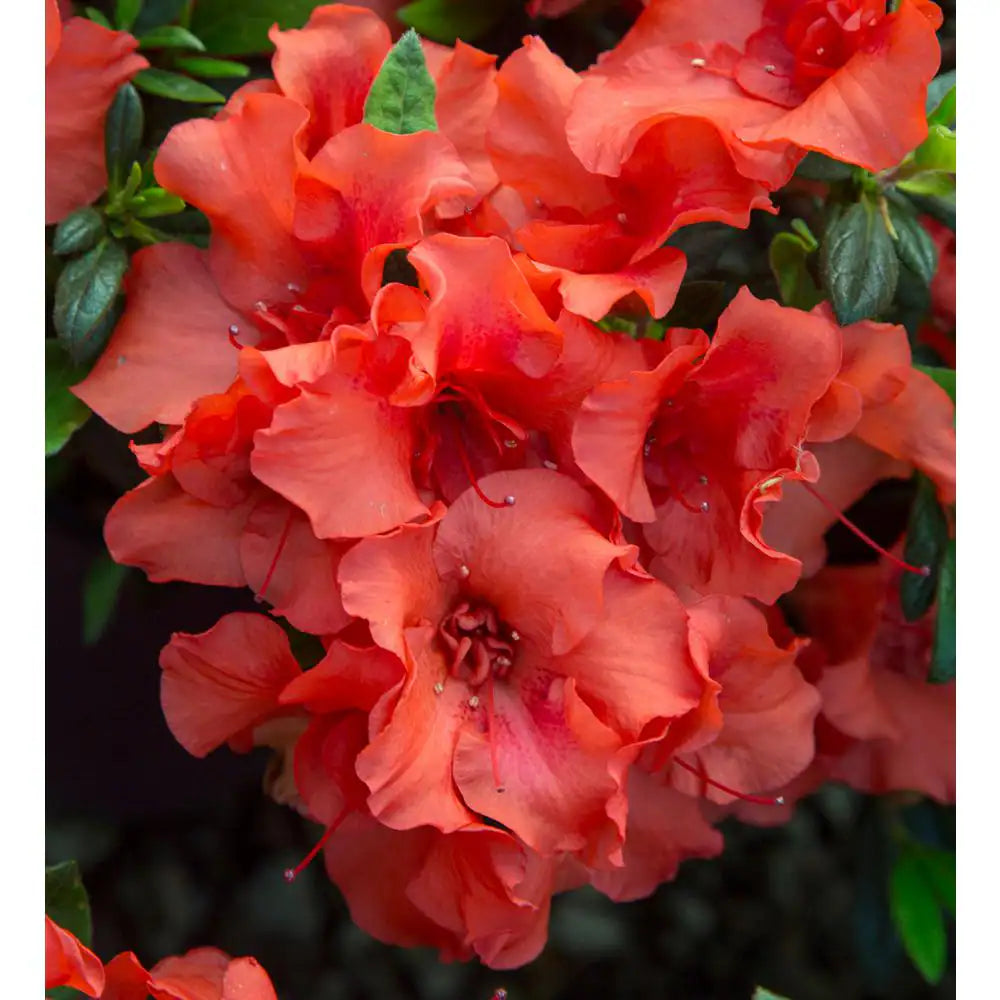 1 Gal. Autumn Embers Azalea Shrub with Reblooming Red-Orange Flowers - Low-Maintenance Evergreen Plant