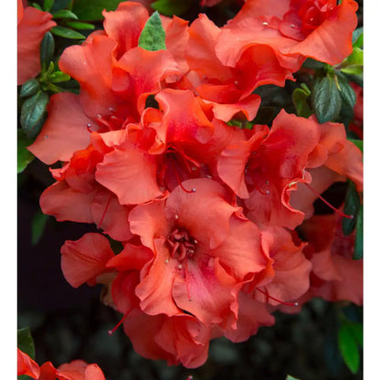 1 Gal. Autumn Embers Azalea Shrub with Reblooming Red-Orange Flowers - Low-Maintenance Evergreen Plant