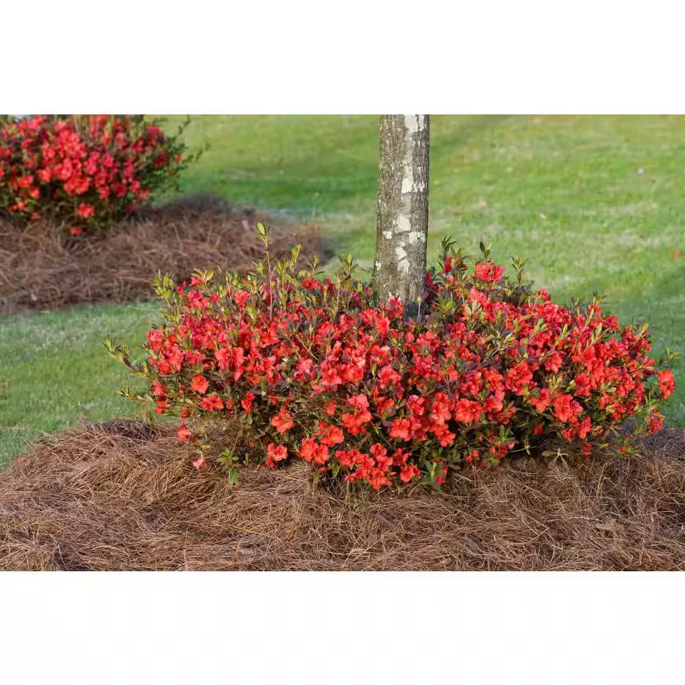1 Gal. Autumn Embers Azalea Shrub with Reblooming Red-Orange Flowers - Low-Maintenance Evergreen Plant