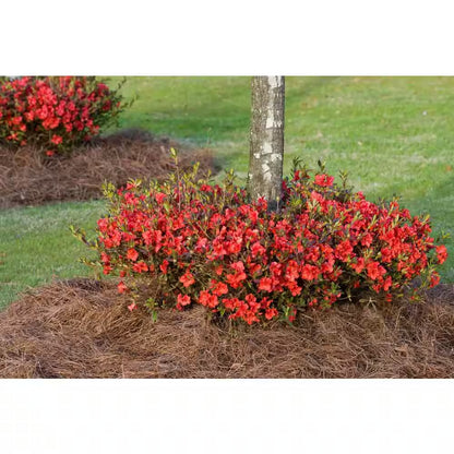 1 Gal. Autumn Embers Azalea Shrub with Reblooming Red-Orange Flowers - Low-Maintenance Evergreen Plant