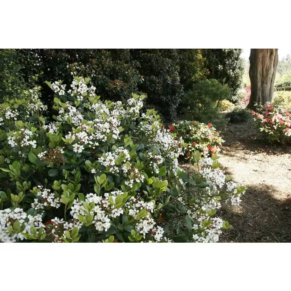 2 Gal. Spring Sonata Indian Hawthorn (Raphiolepis Indica) Live Evergreen Shrub with White Flower Clusters in Spring
