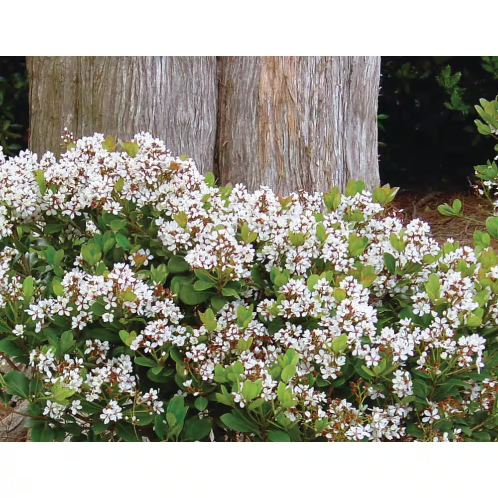 2 Gal. Spring Sonata Indian Hawthorn (Raphiolepis Indica) Live Evergreen Shrub with White Flower Clusters in Spring