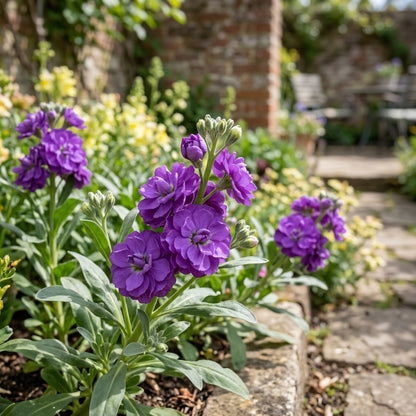 200X Violet Flower Seeds Suitable for Yard Balcony Planting