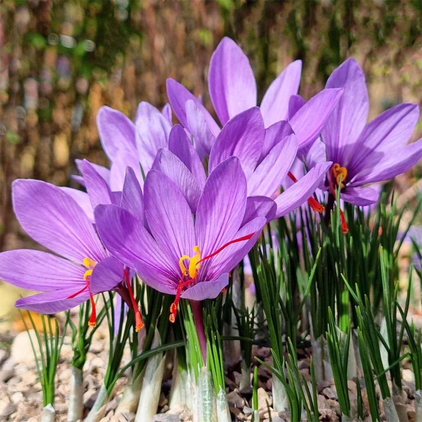 3 Saffron Sativus Crocus Corms - Huge 10+ Cm Corms for Planting - Saffron Crocus Bulbs with Complete Planting Instructions - Premium Crocus Sativus Bulbs for 2025 Garden Harvest