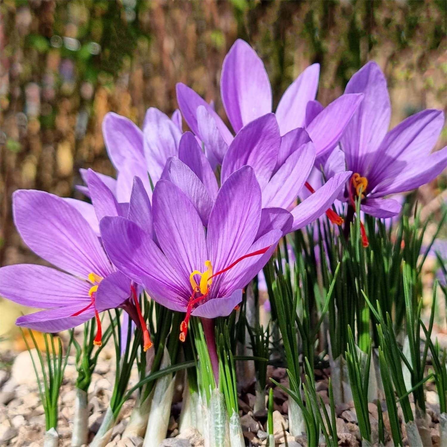 3 Saffron Sativus Crocus Corms - Huge 10+ Cm Corms for Planting - Saffron Crocus Bulbs with Complete Planting Instructions - Premium Crocus Sativus Bulbs for 2025 Garden Harvest