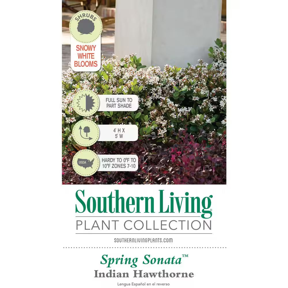 2 Gal. Spring Sonata Indian Hawthorn (Raphiolepis Indica) Live Evergreen Shrub with White Flower Clusters in Spring