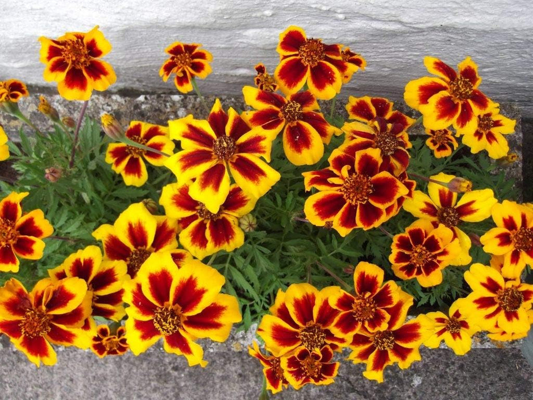 Seeds Marigolds Tagetes Red Yellow Indoor Balcony Annual Garden Flowers for Planting Non GMO