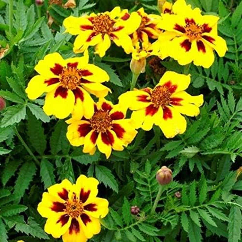 Seeds Marigolds Tagetes Red Yellow Indoor Balcony Annual Garden Flowers for Planting Non GMO